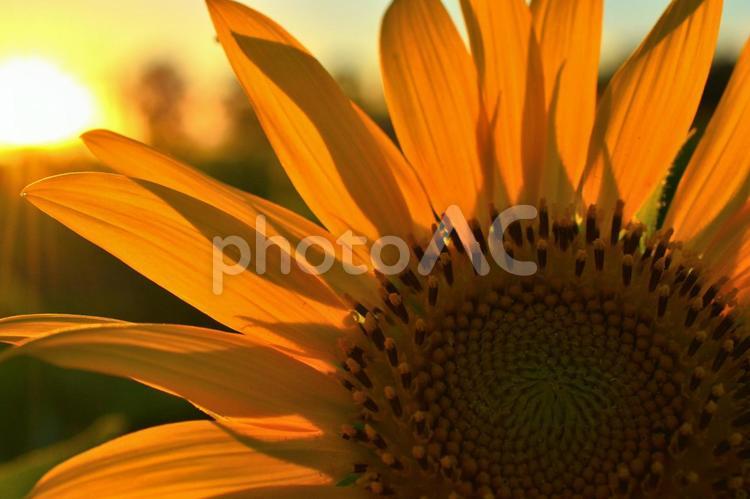 夕陽をあびるひまわり ひまわり,自然,美しいの写真素材