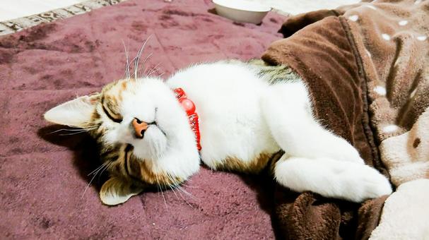 A cat relaxing with a cute sleeping face, JPG