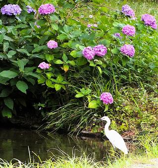 紫陽花とシロサギ 紫陽花とシロサギの写真