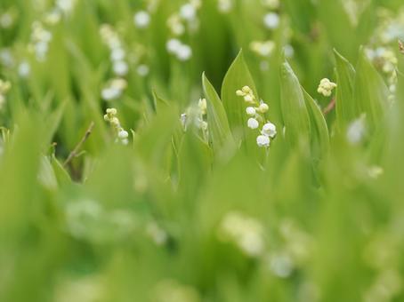 山野草・スズラン 山野草・スズランの写真