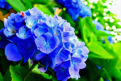 紫陽花のドアップ 紫陽花のドアップ 紫陽花,花,植物の写真素材