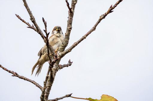 スズメの若鳥⑽ スズメの若鳥⑽ 鳥,スズメ,若鳥の写真素材