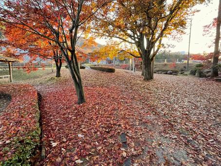 秋の風景 落ち葉,落葉,枯れ葉の写真素材
