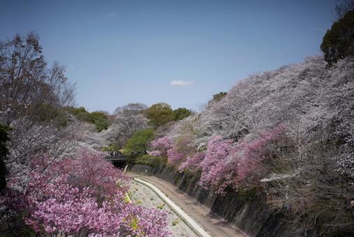春の訪れ、桜並木の川辺 桜,春,花見の写真素材