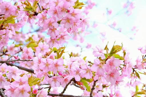 Blue sky and Kawazu cherry blossoms, JPG