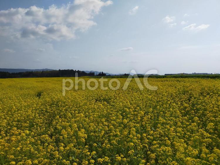 黄色の菜の花畑 黄色,きいろ,菜の花の写真素材