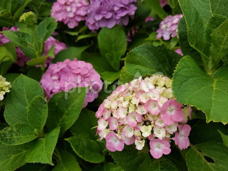 紫陽花 春,自然,パープルの写真素材