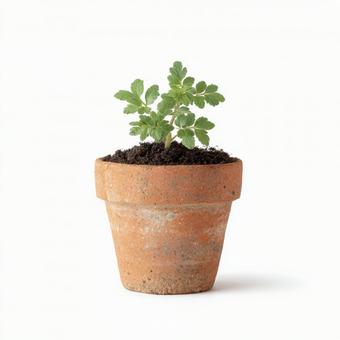 白い背景に立つ、育ち始めた植物 白い背景に立つ、育ち始めた植物の写真