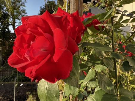 赤い薔薇一輪 赤い薔薇一輪 バラ,薔薇,花の写真素材