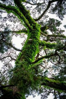 緑のツタに覆われた巨木 木,巨木,大木の写真素材