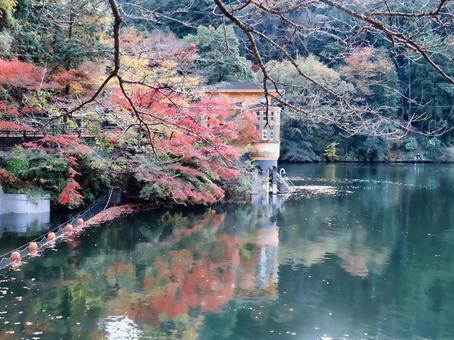 鎌北湖の紅葉 鎌北湖の紅葉 鎌北湖,紅葉,湖の写真素材