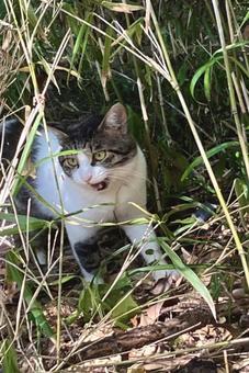野良猫 野良猫の写真