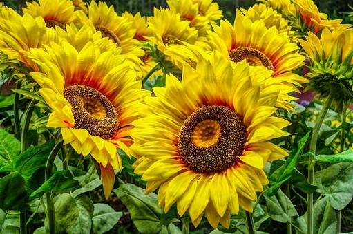 ヒマワリの花 ヒマワリ,ひまわり,向日葵の写真素材