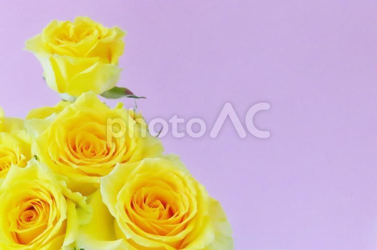 黄色いバラ　父の日メッセージカード 黄色いバラ,父の日,メッセージカードの写真素材