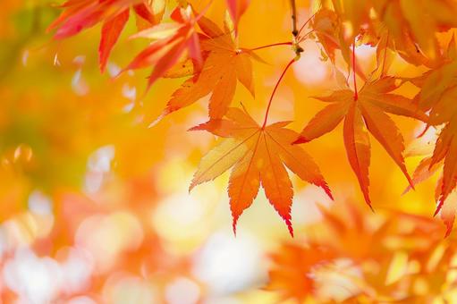 秋に色づく鮮やかな紅葉のモミジ 秋に色づく鮮やかな紅葉のモミジの写真