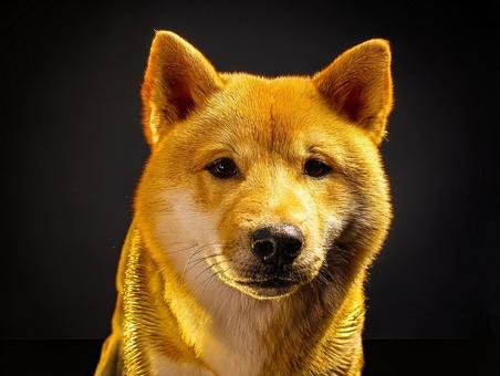 金の犬ころ 金の犬ころの写真