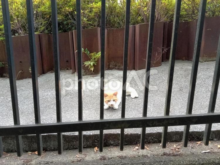 柵越しに見る猫 屋外,さわやか,緑の写真素材