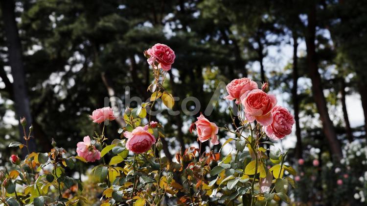 【花の写真】ばらの花 rose,植物,園芸の写真素材
