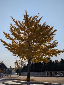 秋の朝のイチョウの木 秋,紅葉,イチョウの写真素材