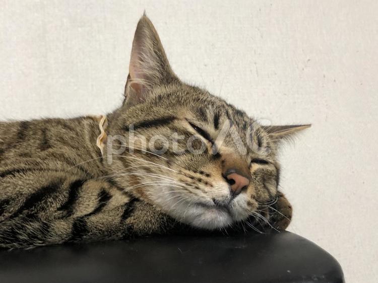 眠い猫 ねこ,ネコ,にゃんこの写真素材