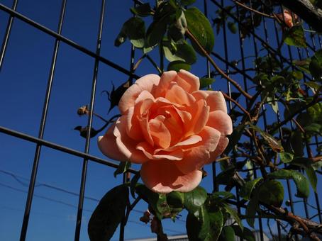バラ園に咲く淡い色の薔薇を撮りました 花,薔薇,自然の写真素材