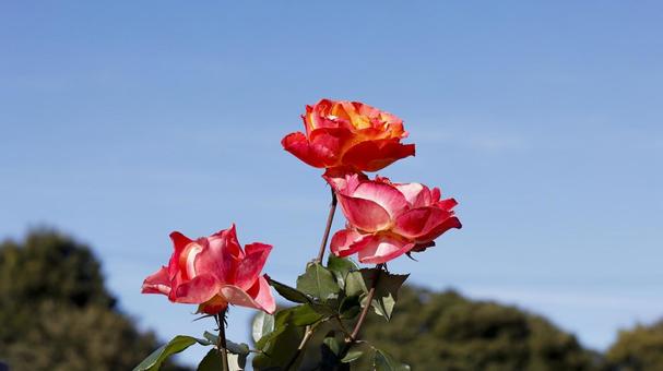 【花の写真】ばらの花 rose,植物,園芸の写真素材