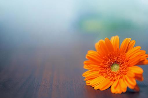 Photo, gerbera, a round, orange flowers, 