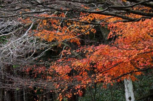 もえる秋の紅葉⑤ もえる秋の紅葉⑤の写真