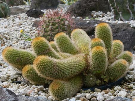 澄心丸 澄心丸,マミラリア属,サボテンの写真素材