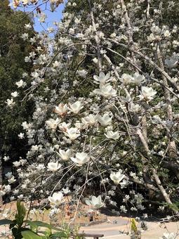 モクレン モクレンの写真