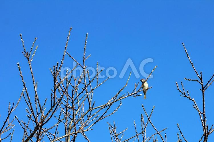 枝先にとまるスズメ一羽 スズメ,鳥,野鳥の写真素材