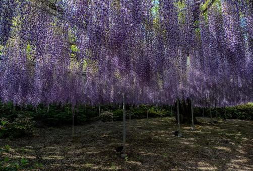 春のあしかがフラワーパーク 春のあしかがフラワーパークの写真