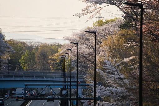 都会の桜 桜,春,並木の写真素材