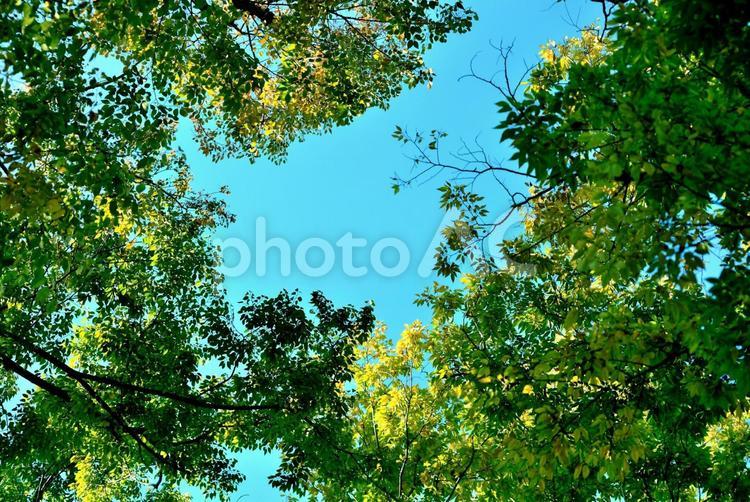 青空を覆う木々の葉 葉,木,樹木の写真素材