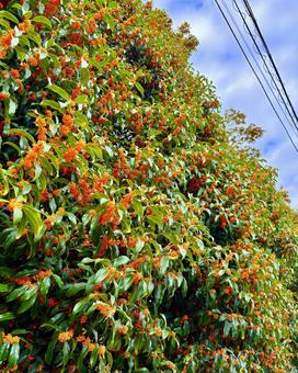 金木犀 6 金木犀,キンモクセイ,秋の写真素材