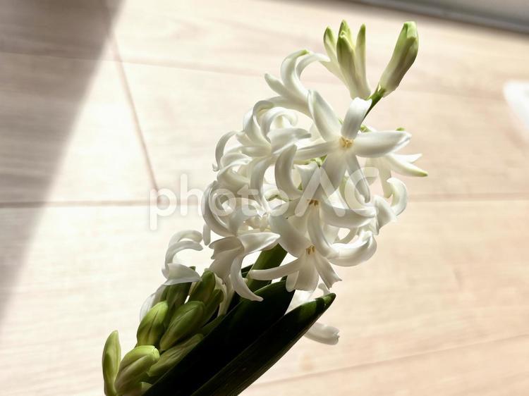 白の水栽培ヒヤシンスの花 ヒヤシンス,ダッチ系,ダッチ系ヒヤシンスの写真素材