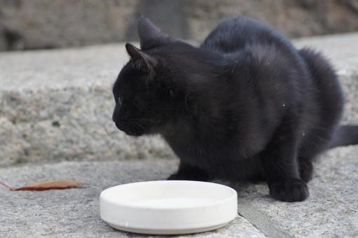 ねこ 箱座り,飼い猫,家猫の写真素材
