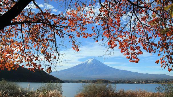 11月の河口湖畔紅葉と冠雪した富士山 紅葉,秋,桜の木の写真素材