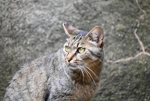 鳥取県網代の猫ちゃん 鳥取県網代の猫ちゃんの写真