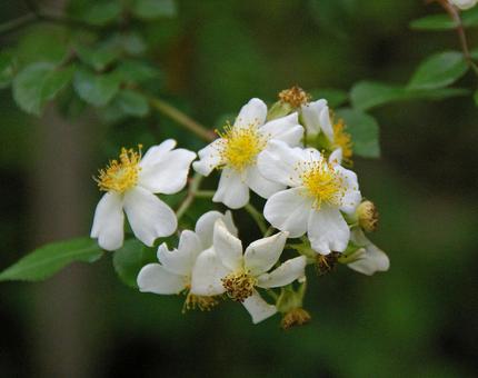 アズマイバラ アズマイバラ アズマイバラ,東薔薇,オオフジイバラの写真素材