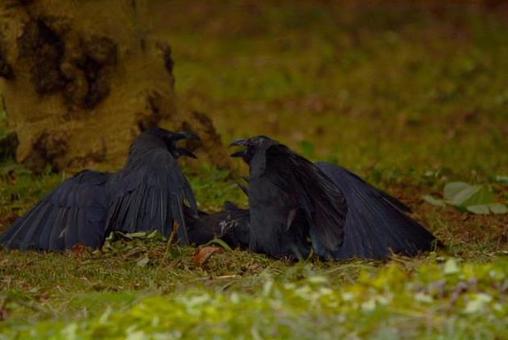 カラスの写真
