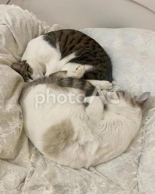 丸くなって眠る団子のような猫さん達 猫,シャムトラ,キジシロの写真素材