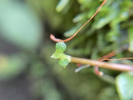 ルーペで観察した植物の葉 ルーペで観察した植物の葉の写真
