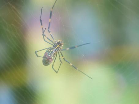 ソフトなイメージの虹色の蜘蛛の巣 蜘蛛,くも,蜘蛛の巣の写真素材