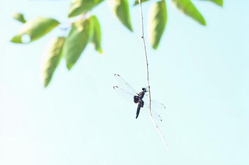 Photo, dragonfly, black dragonfly, pseudothemis dragonfly, 