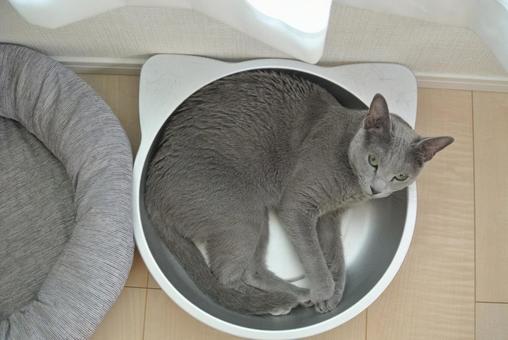 Cat in a cat pot (Russian Blue), JPG