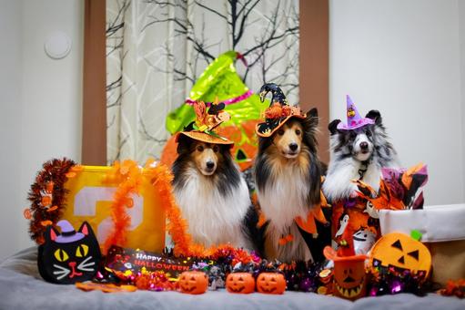 シェルティ ハロウィン,犬,ペットの写真素材