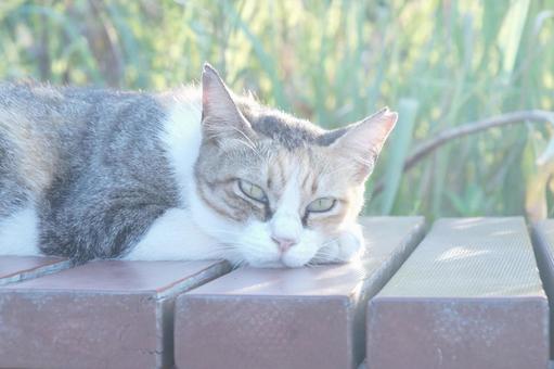 ねこ ねこ,野良,動物の写真素材