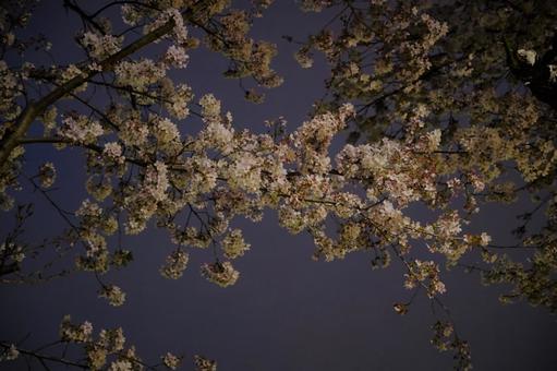 夜桜 1 夜桜 1の写真