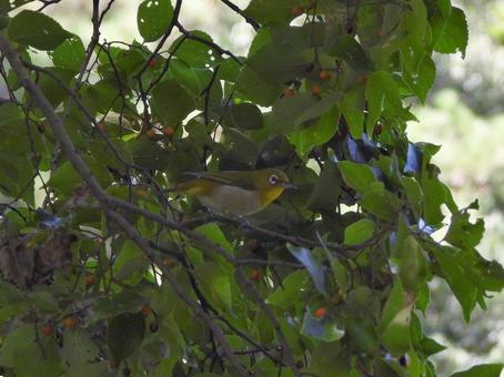 頭上の枝にとまるメジロ メジロ,鳥,鳥類の写真素材